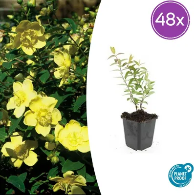 Image de Hypericum 'Hidcote' | 48 pièces - 10-25cm - Ø9cm - Plante de jardin