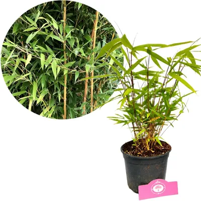 Produktbild von Fargesia Rufa, Bambus, Höhe 30 cm, 2-Liter-Topf