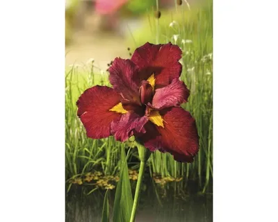 Obrázek produktu pro Kosatec Kaempferův červený FloraSelf Iris kaempferi 'Ann Chowing' 10-75 cm květináč 0,6 l