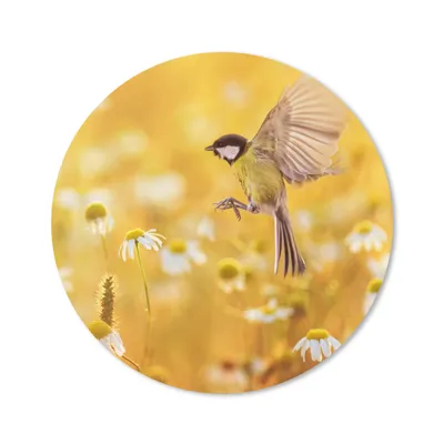 Produktbild von MuchoWow® Mauspad Mousepad Vogel - Kohlmeise - Blumen - Gänseblümchen 40x40 cm - Mousepads - Maus Mat - Pad - Mausunterlage - Schreibtisch Accessoires