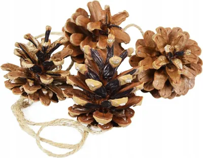Immagine prodotto di Cono naturale, 5-6 cm, 1 confezione.