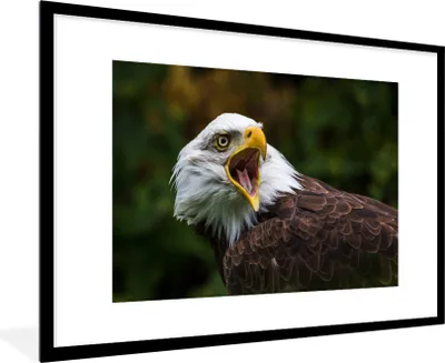 Produktbild von MuchoWow® Gerahmtes Poster Ein krächzender Weißkopfseeadler 90x60 cm - Poster mit Schwarzem Bilderrahmen Wandposter Rahmen Foto Bilder - Wanddekoration - Fotos