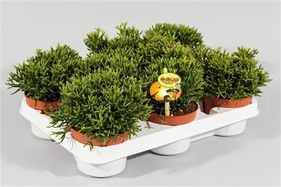 Produktbild von Rhipsalis Capilliformis – Binsenkaktus | Korallenkaktus | 15 cm Höhe | Ø 10,5 cm Topf | Pflegeleichte Zimmerpflanze für Zuhause & Büro