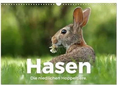 Produktbild von Hasen - Die niedlichen Hoppeltiere. (Wandkalender 2024 DIN A3 quer), CALVENDO Monatskalender