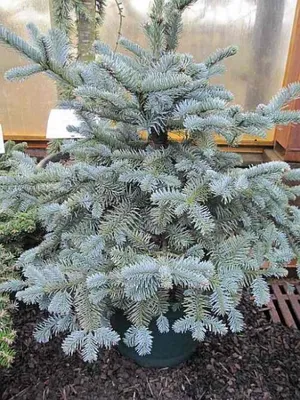 Produktbild von Zwerg-Blautanne Obrighofen - Abies procera Obrighofen 30-40cm