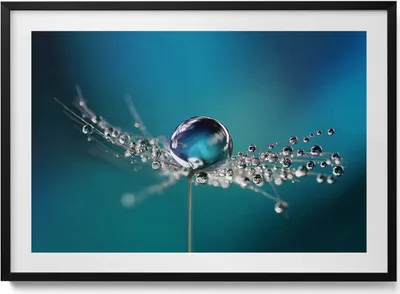 Produktbild von Ein Tautropfen auf einer Schmeißfliege– Wandbild mit Rahmen – Gerahmtes Bild  – Wanddekoration – 100x70 cm –  Schwarz Rahmen