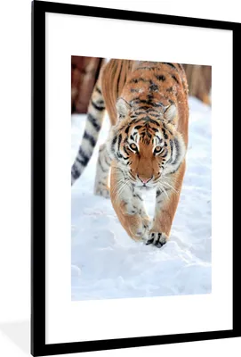 Produktbild von MuchoWow® Gerahmtes Poster Tiger - Schnee - Tiere 60x90 cm - Poster mit Schwarzem Bilderrahmen Wandposter Rahmen Foto Bilder - Dekoration - Wandposter Wohnzimmer - Hochwertig