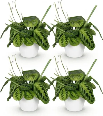 Obrázek produktu pro Maranta Fascinator Lemon Lime - sada 4 pokojových rostlin v bílých kvetinácích
