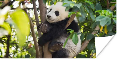 Produktbild von MuchoWow® Poster Panda - Tier - Baum 80x40 cm - Wanddeko