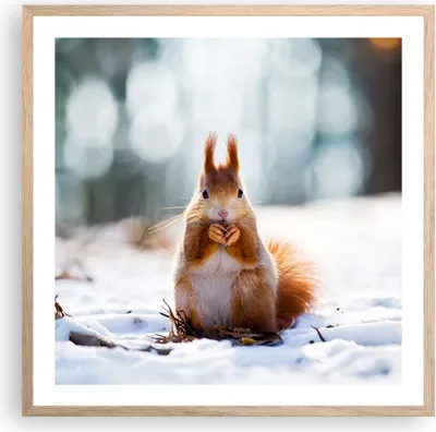 Produktbild von Gerahmtes Poster - Rahmen in heller Eiche - Eichhörnchen Winter Schnee Essen - 60x60 cm - Wand Bild - Wanddeko - Wandbilder - Wandposter - Bilderrahmen - Bilder - Kunstdruck - P2NAC60x60-2798