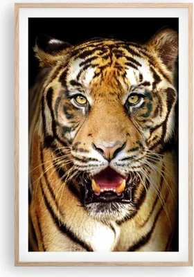 Produktbild von Gerahmtes Poster - Rahmen in heller Eiche - tiger tier - 61x91,5 cm - Wand Bild - Wanddeko - Wandbilder - Kunstposter - Wandposter - Bilderrahmen - Bilder - Kunstdruck - Wandbild - P2NPA61x91-4103