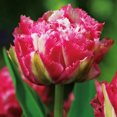 Zdjęcie produktu dla Tulipan Strzępiasty Crispion Sweet 5 szt. Tulipany Cebulki Tulipanów Cebule