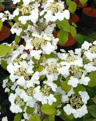 Produktbild von Japanischer Schneeball Pink Beauty Viburnum plicatum 30 - 40 cm