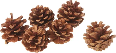 Produktbild von Tannenzapfen, naturbelassen, Ø 5-6 cm, 6 Stück