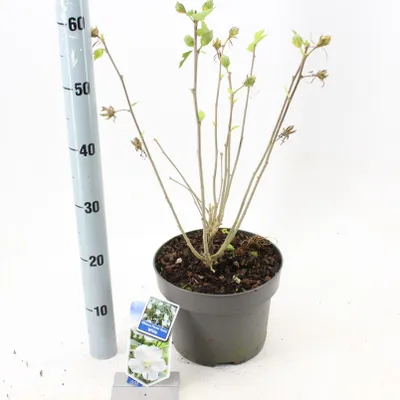 Produktbild von Hibiscus syriacus Flower Tower White ('Gandini van Aart'PBR) - Garteneibisch | 60-70 cm im Topf