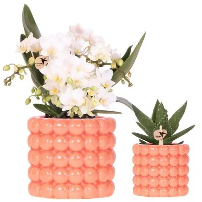 Produktbild von Kolibri Orchids | Pflanzenset Poppy Orange Nazare | Weiße Nazare Orchidee Ø9 cm + Grünpflanze Ø6 cm inkl. Übertöpfen – frisch vom Züchter