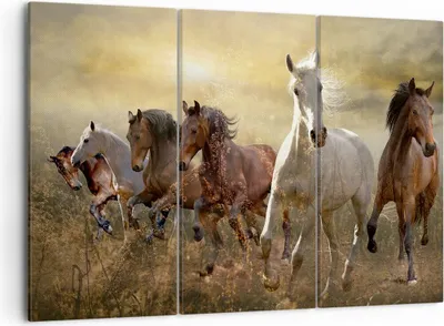 Produktbild von Bild auf Leinwand - Leinwandbild - Pferd Tier Natur - 105x70cm - Wand Bild - Wanddeko - Wandbilder - Leinwanddruck - Bilder - Kunstdruck - Wanddekoration - Leinwand bilder - Wandkunst - CE105x70-3640