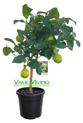 Immagine prodotto di Pianta di Limone (vaso - 20) con frutto