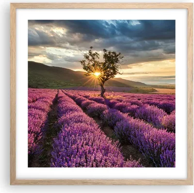 Produktbild von Gerahmtes Poster - Rahmen in heller Eiche - Lavendel Berge Feld - 50x50 cm - Wand Bild - Wanddeko - Wandbilder - Wandposter - Bilderrahmen - Bilder - Kunstdruck - Wandbild - P2NAC50x50-3645