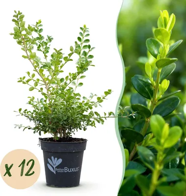 Produktbild von BetterBuxus Babylon Beauty Heckenpflanzen - 12 Pflanzen für 2lfm Hecke
