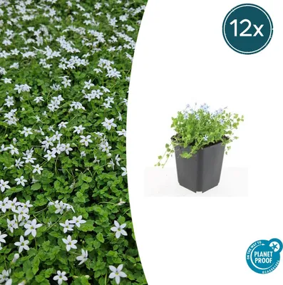 Produktbild von Isotoma fluviatilis 'Alba' | 12 Stücke - 10-25cm - Ø9cm - Gartenpflanze