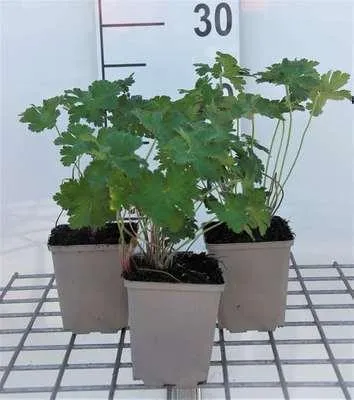 Zdjęcie produktu dla 6 x Geranium magnificum - Cranesbill - Doniczka 9 x 9 cm