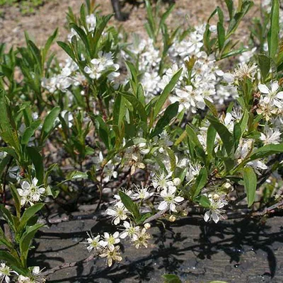 Produktbild von Sandkirsche  - Prunus pumila 'Depressa'  | 25-30 cm in Container