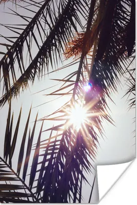Produktbild von MuchoWow® Poster Palmwedel - Sonne - Sommer 40x60 cm - Plakate für die Wand - Poster Babyzimmer