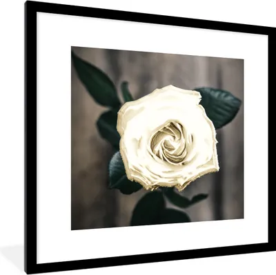 Produktbild von MuchoWow® MuchoWow® Gerahmtes Poster Rose - Blumen - Blätter 40x40 cm - Poster mit zchwarzem Bilderrahmen - Poster - Plakat im Rahmen