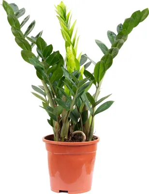 Produktbild von Glücksfeder (Zamioculcas) – Perfekt für Büro, Wohnung & lichtarme Ecken, ca. 50 cm hoch, Topf-Ø 17 cm
