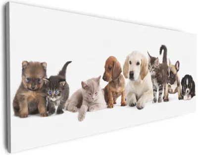 Produktbild von Wallario Premium Leinwandbild Hundewelpen und Katzenjunge in Größe 60 x 150 cm