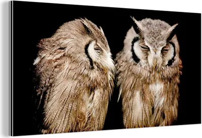 Obrázek produktu pro Nástěnná dekorace Kovový kovový obraz Wall Art 120x60cm Sova - Pták - černá Muchowow Hliníkové obrazy