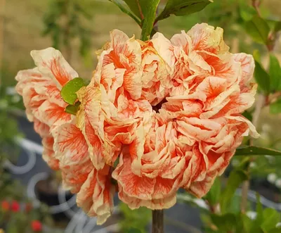 Image de Punica granatum 'Legrelliae' / Grand grenadier à fleurs