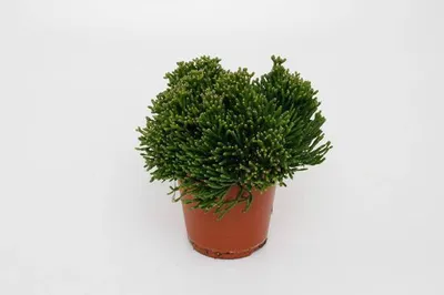 Immagine prodotto di Cactus di giunco - Hatiora salicornioides - Ø12cm - altezza circa 15cm - Pianta