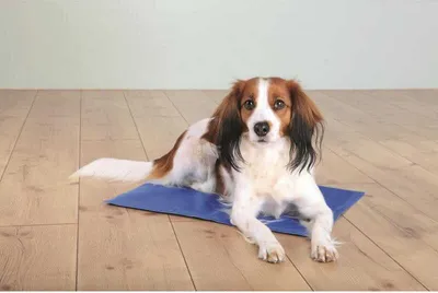 Produktbild von Kühlmatte Für Hunde Und Katzen, 65 X 50 Cm, Selbstkühlend, Ideal Bei Hitze
