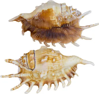 Produktbild von Echte Muschel Lambis millipeda 11-13 cm