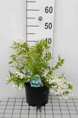 Obrázek produktu pro Deutzia gracilis - Mayflower keř 30- 40 cm kontejner