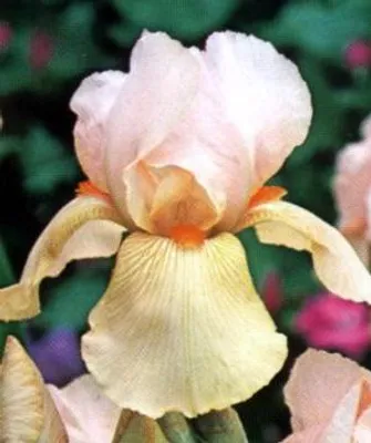 Zdjęcie produktu dla 6 x Iris (germ.) 'Pink Horizon' - Irys - doniczka 9 x 9 cm