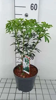 Obrázok produktu pre Choisya tern. 'Greenfingers'® - Orangenblume 25- 30 cm Kontajner