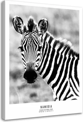 Produktbild von Leinwandbild neugieriges zebra 80x120 cm Feeby grau wandbild bereit zum aufhängen