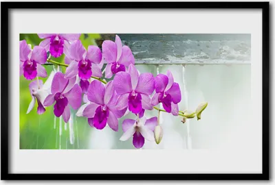 Produktbild von Bild 60x40 MDF-Rahmen Wandkunst Orchideen Natur Drops