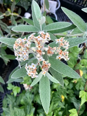 Image de Buddleja 'Silver Anniversary' - Arbuste à papillons, lilas-fleurs, lilas 30 - 40 cm conteneur