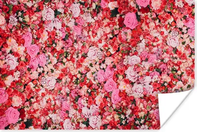Produktbild von MuchoWow® Poster Blumen - Farben - Rosen 60x40 cm - Schlafzimmerdekoration