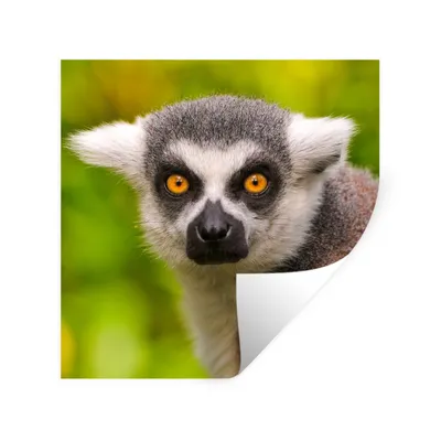 Produktbild von MuchoWow® Wandtattoo Wandsticker Wandaufkleber Affe - Ringschwanzlemur - Tier 100x100 cm Selbstklebend und Repositionierbar - Wierderverwendbar - Selbstklebend