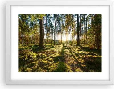 Produktbild von Gerahmtes Poster - Weißer Rahmen - Wald Baum Natur - 40x30 cm - Wand Bild - Wanddeko - Wandbilder - Kunstposter - Wandposter - Bilderrahmen - Bilder - Kunstdruck - Wandbild - P2WAA40x30-3724