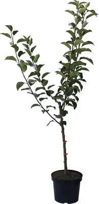 Produktbild von Familienbaum Vierling Apfel Gala Elstar  Cox Orange Jonagold im 7,5 Liter Topf M7