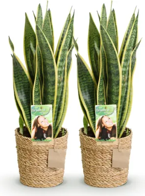 Obrázok produktu pre Sansevieria Laurentii – Dve ľahko udržiavateľné rastliny v dekoratívnom košíku – 17 cm – výška 60–70 cm – zeleno-žlté izbové rastliny do interiéru – odolné rastliny čistiace vzduch