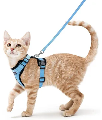 Produktbild von Katzengeschirr mit Leine Ausbruchsicher Verstellbar Brustgeschirr für Katzen kleine Hunde Kaninchen Reflektierend Hellblau S