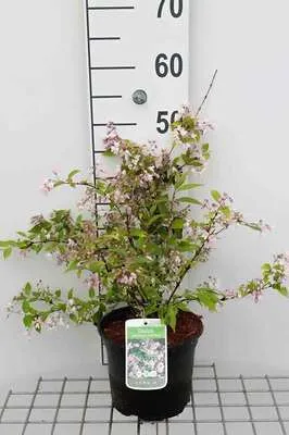 Obrázek produktu pro Deutzia purpurascens 'Kalmiiflora' - Mayflower keř 40- 60 cm kontejner