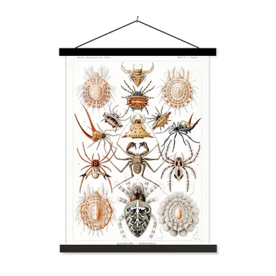 Produktbild von MuchoWow® Textilposter Retro - Spinne - Ernst Haeckel - Spinnen 120x160 cm mit schwarzem Rahmen - Magnetischer